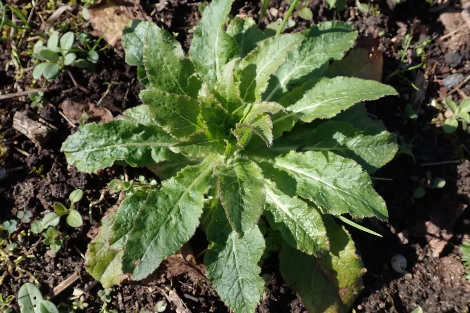 Campanula (Bellflower)