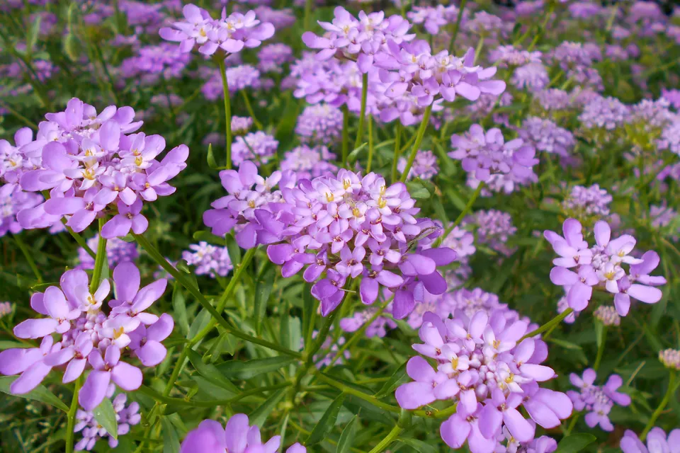 Candytuft