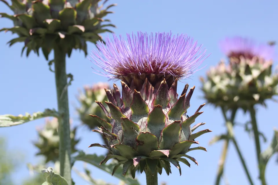Cardoon