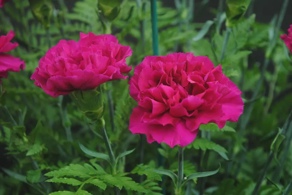 Carnation