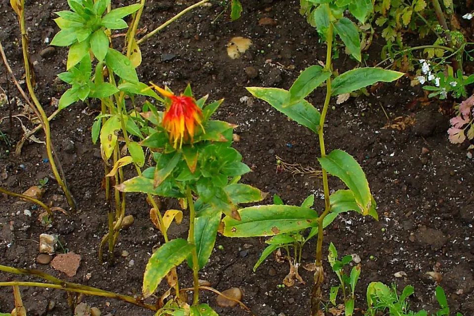 Carthamus (Safflower)