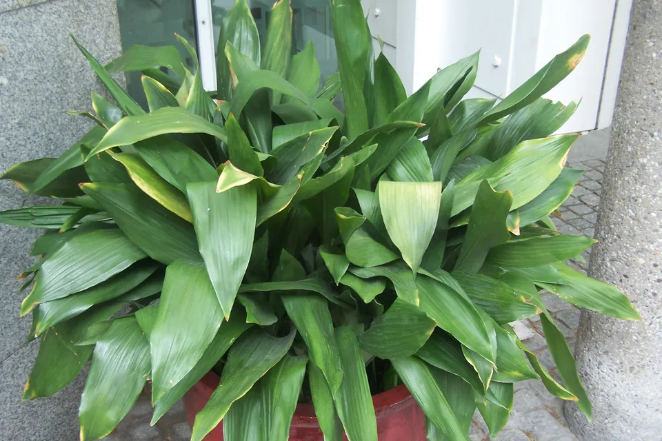 Cast Iron Plant