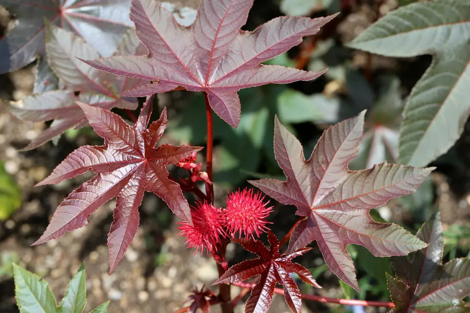 Castor Bean