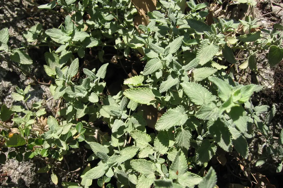 Catmint