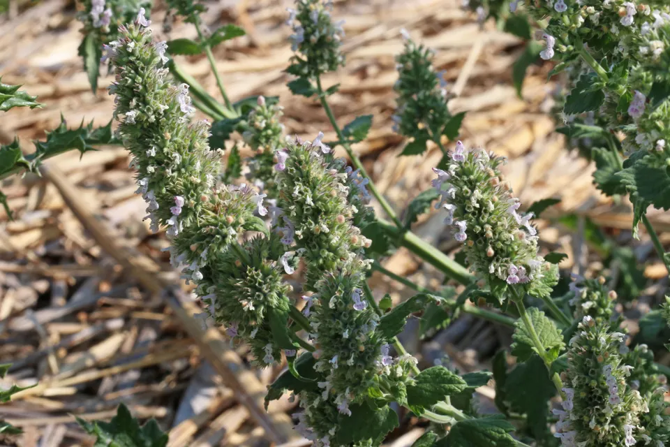 Catnip