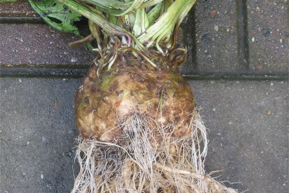 Celeriac (Celery Root)