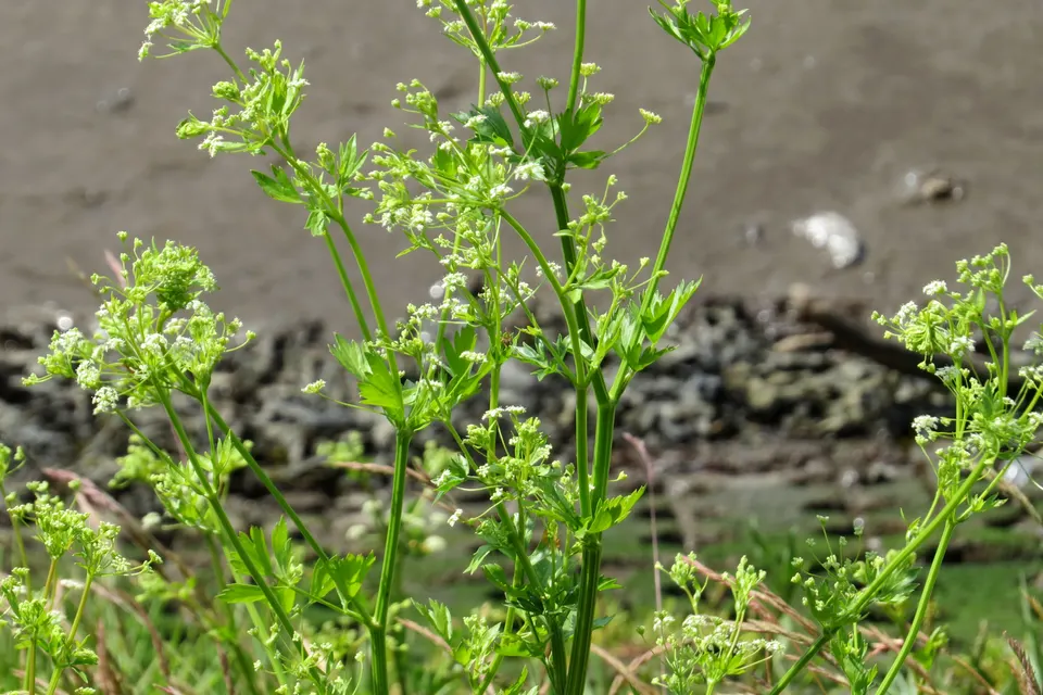 Celery