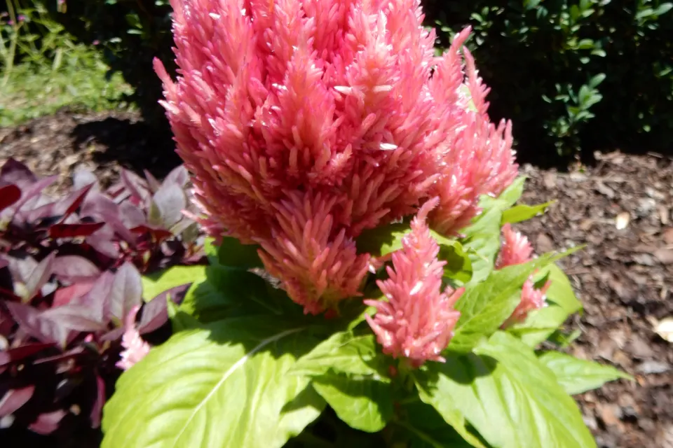 Celosia