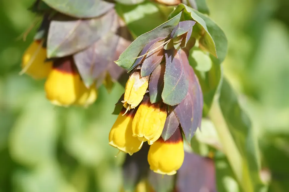 Cerinthe (Honeywort)