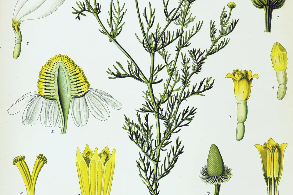 Chamomile (German)
