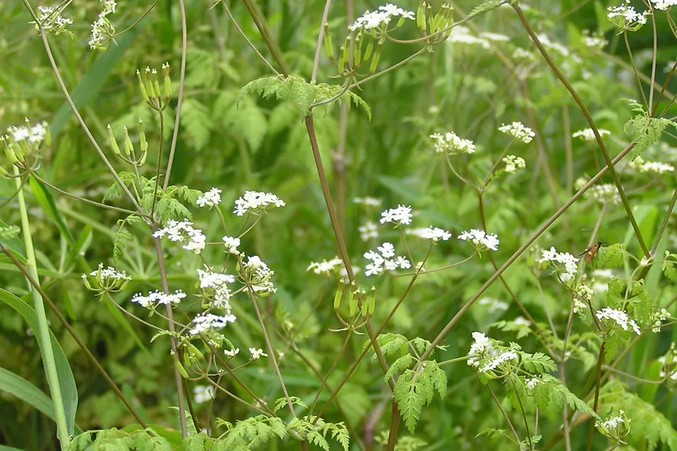 Chervil
