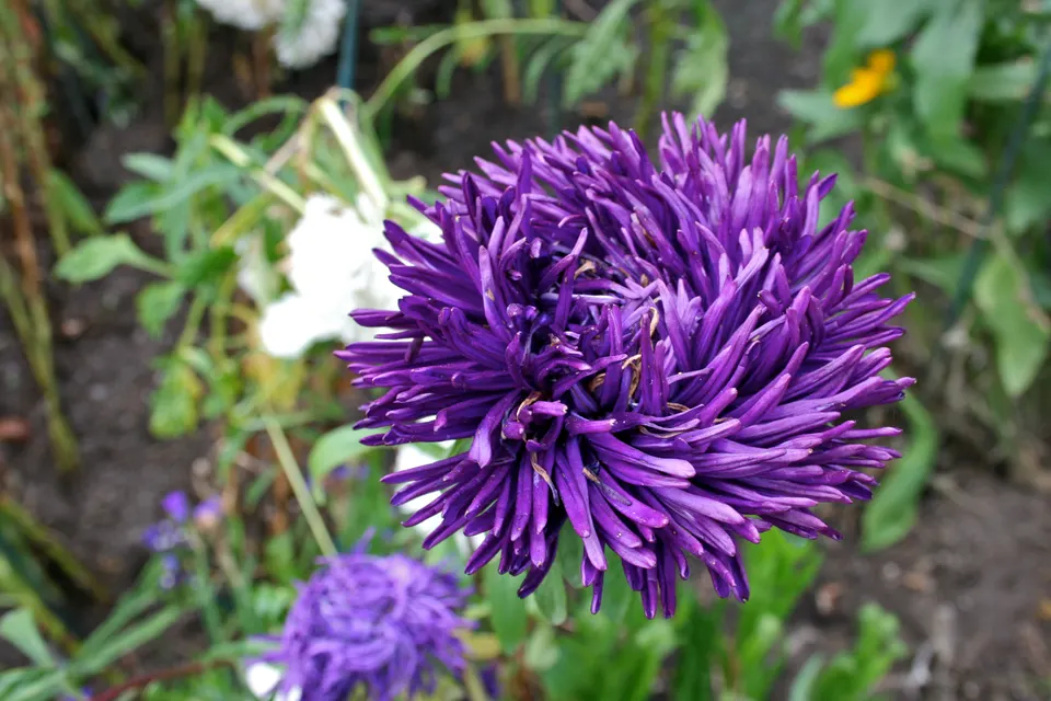 China Aster