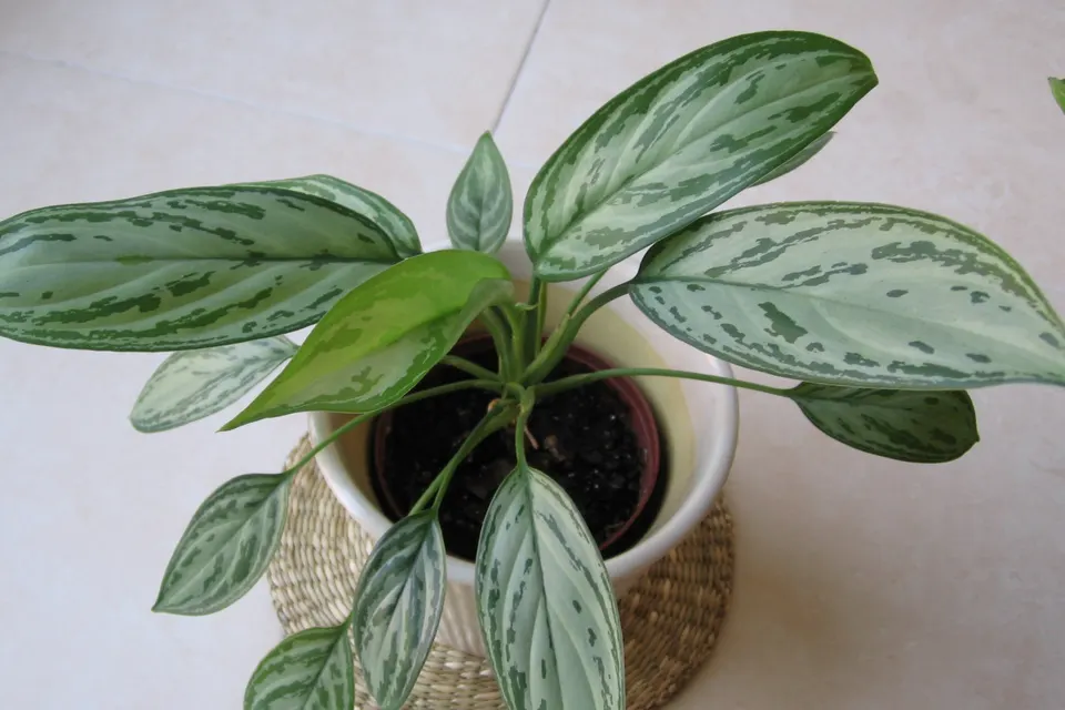 Chinese Evergreen