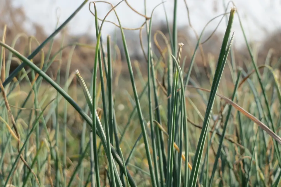 Chives