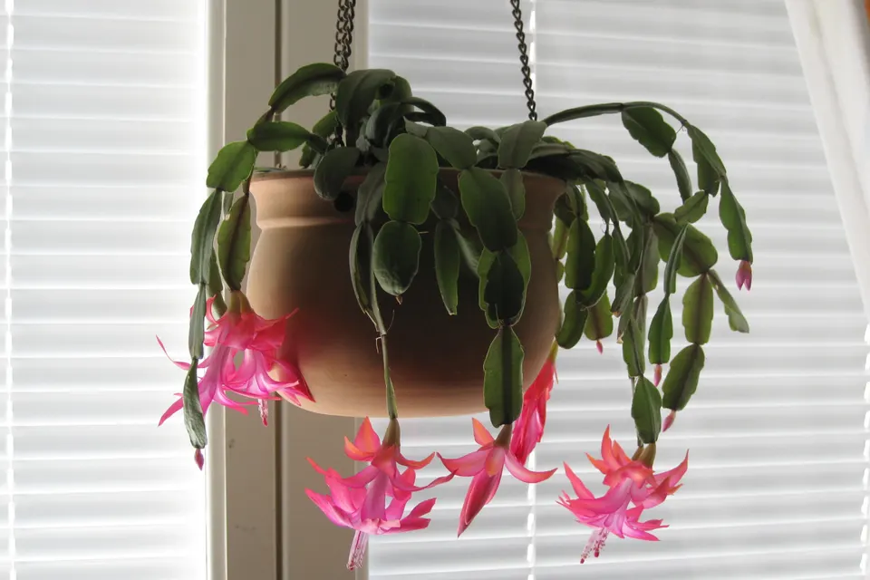 Christmas Cactus