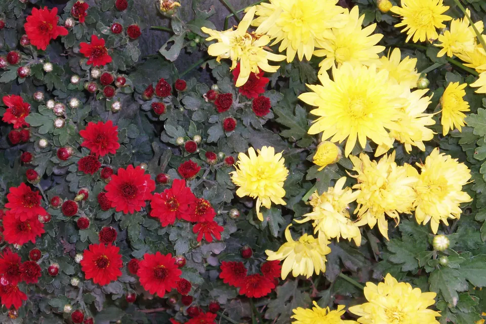 Chrysanthemum (Garden Mum)