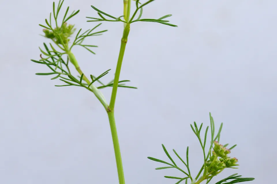 Cilantro