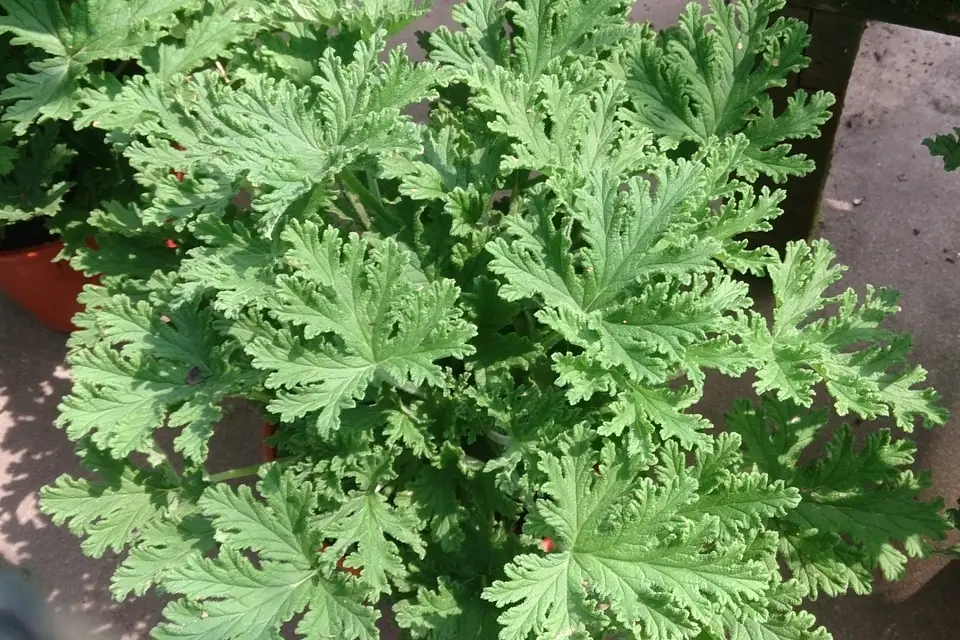 Citronella Plant (Mosquito Plant)