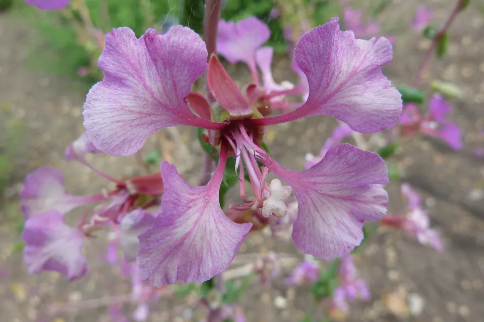 Clarkia (Farewell-to-Spring)