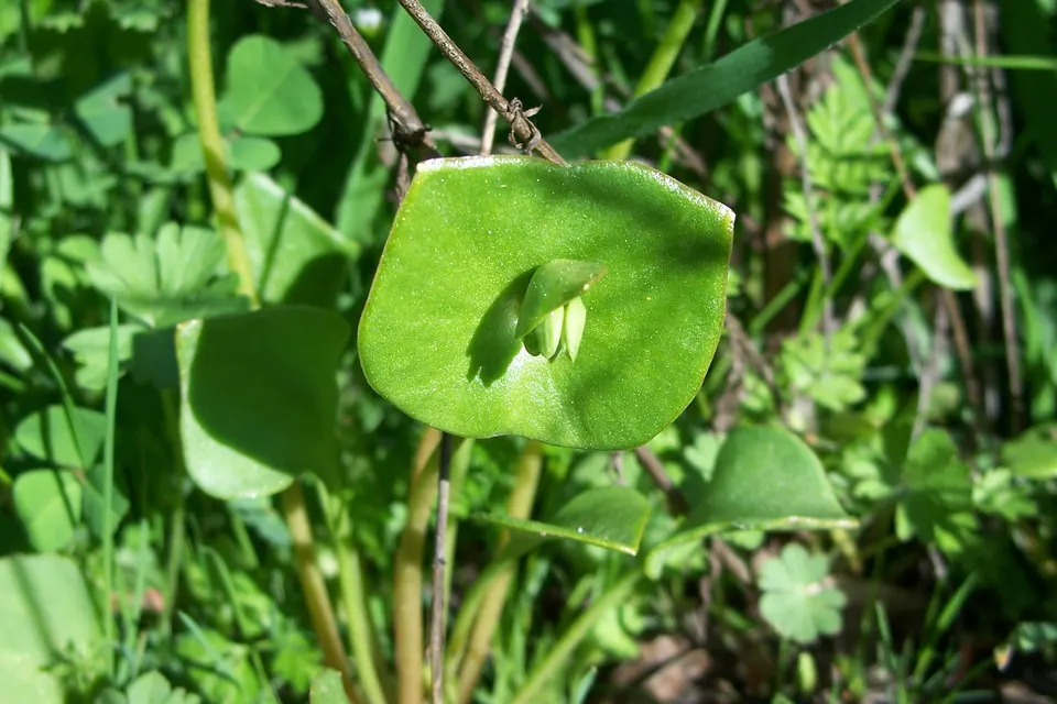 Claytonia (Miner's Lettuce)