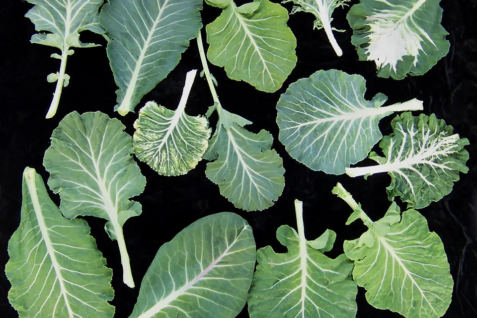 Collard Greens