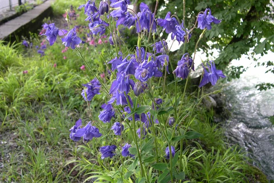Columbine
