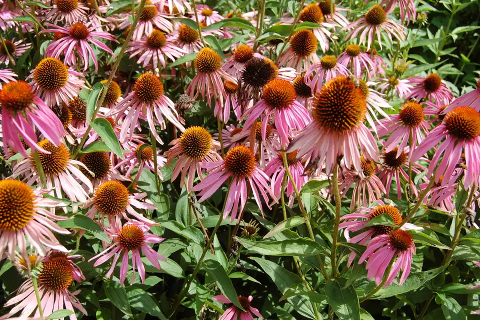 Purple Coneflower