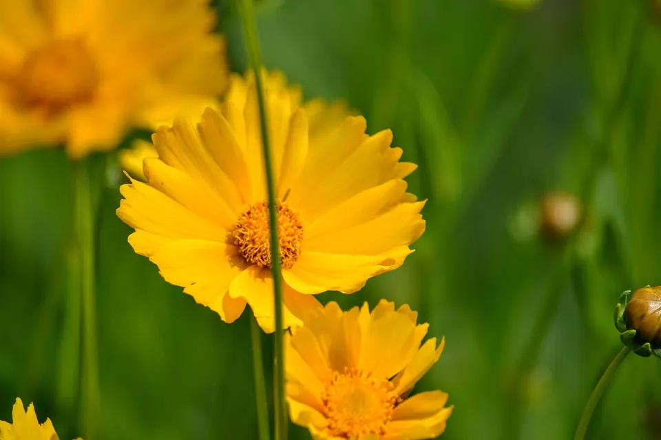Coreopsis (Tickseed)