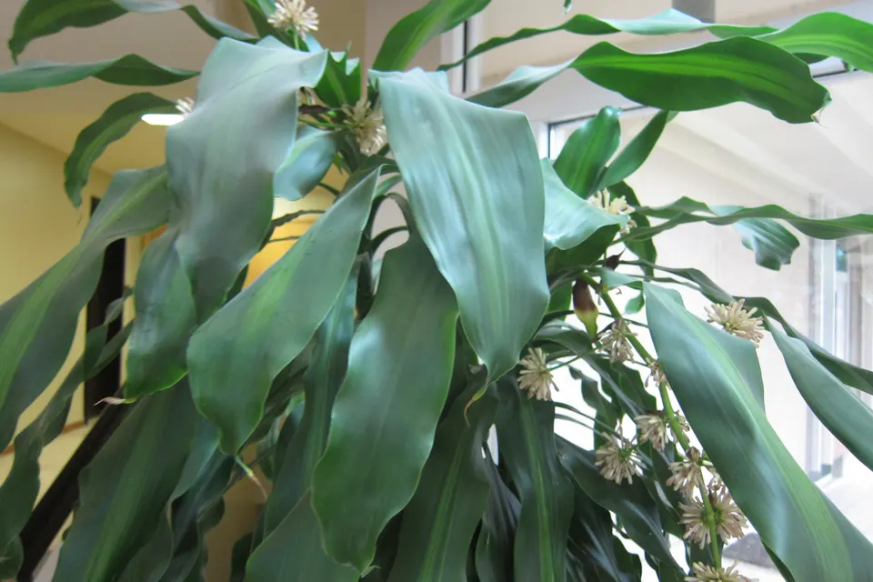 Corn Plant