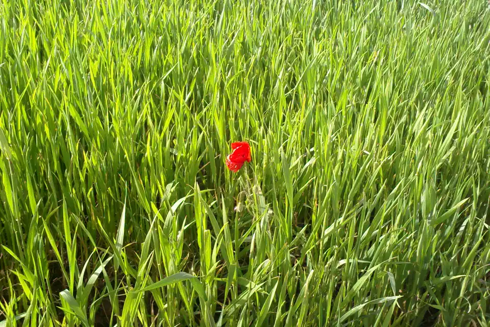 Corn Poppy