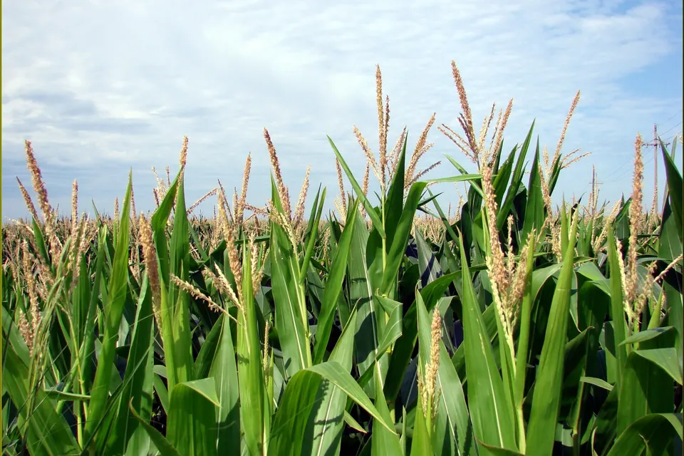 Sweet Corn