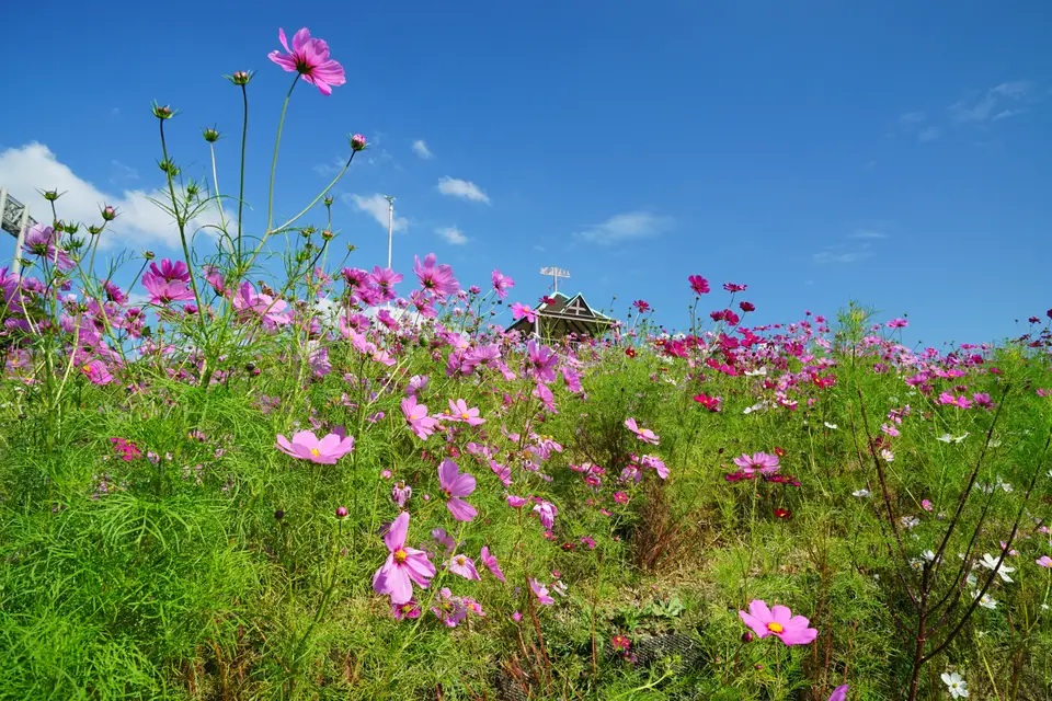 Cosmos