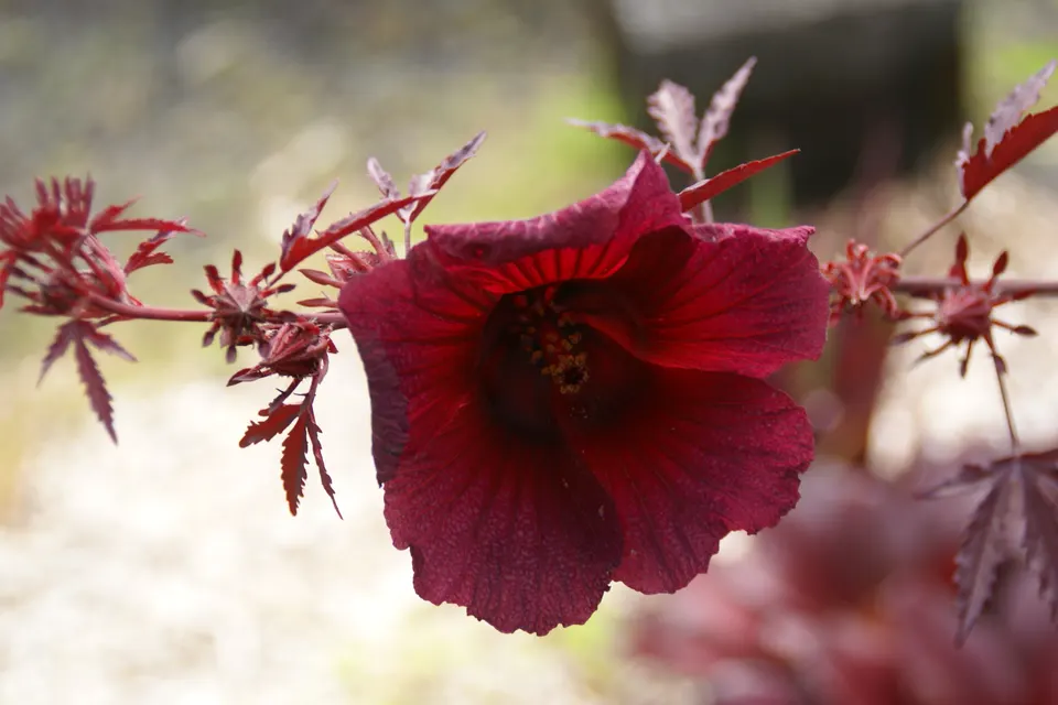 Cranberry Hibiscus