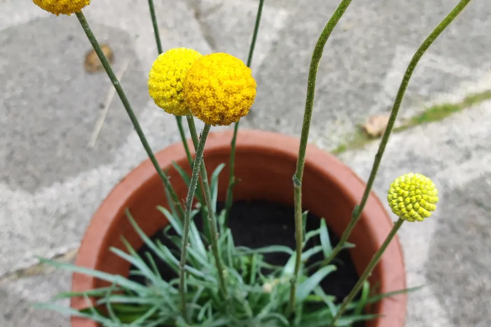 Craspedia (Drumstick Flower)