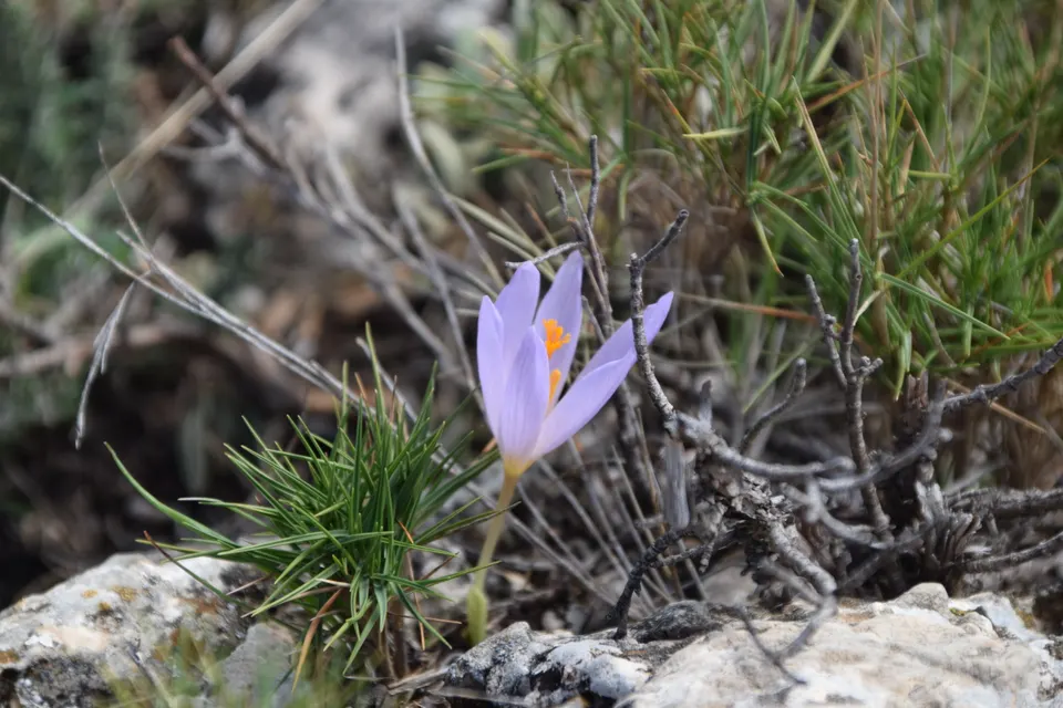 Crocus