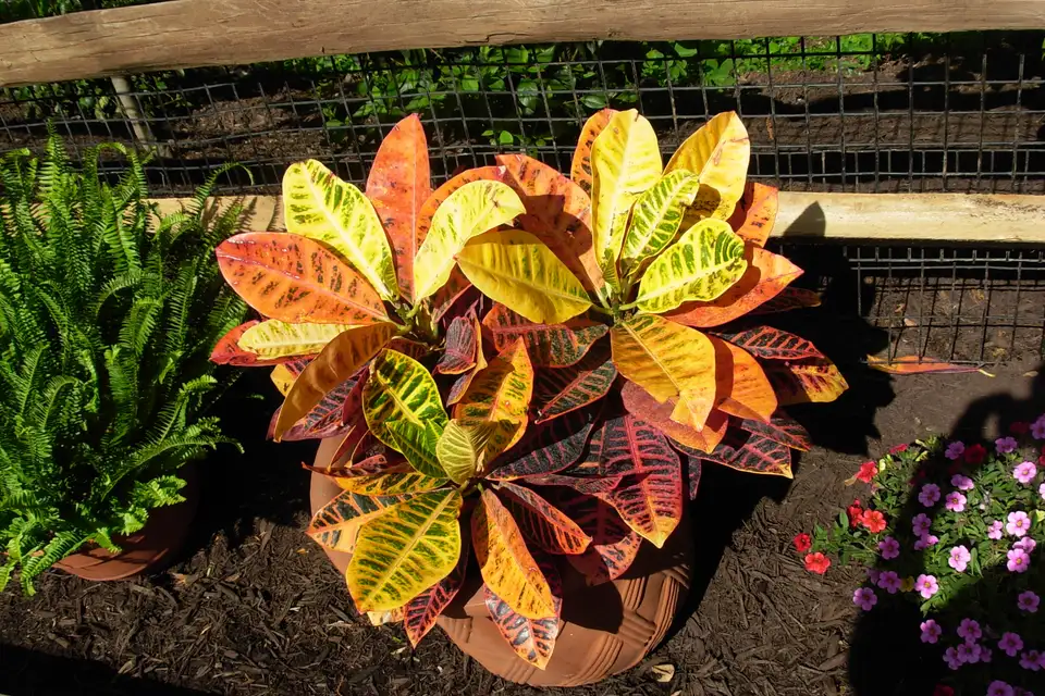 Croton