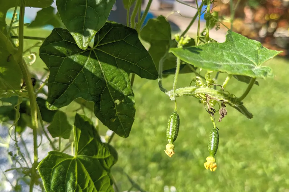 Cucamelon
