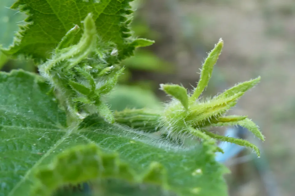Cucumber