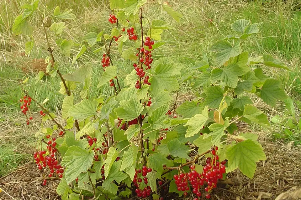 Currant