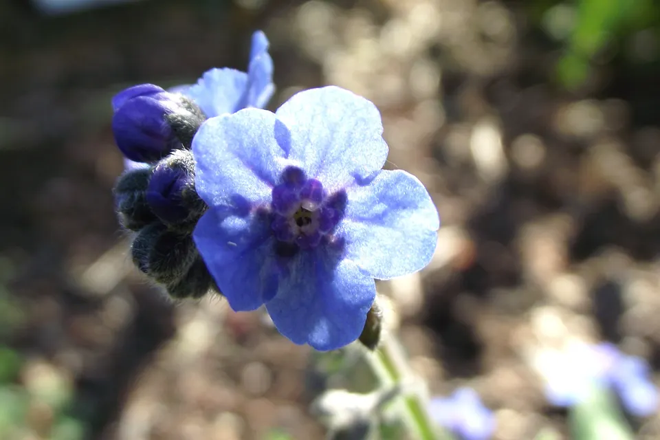 Cynoglossum (Chinese Forget-Me-Not)