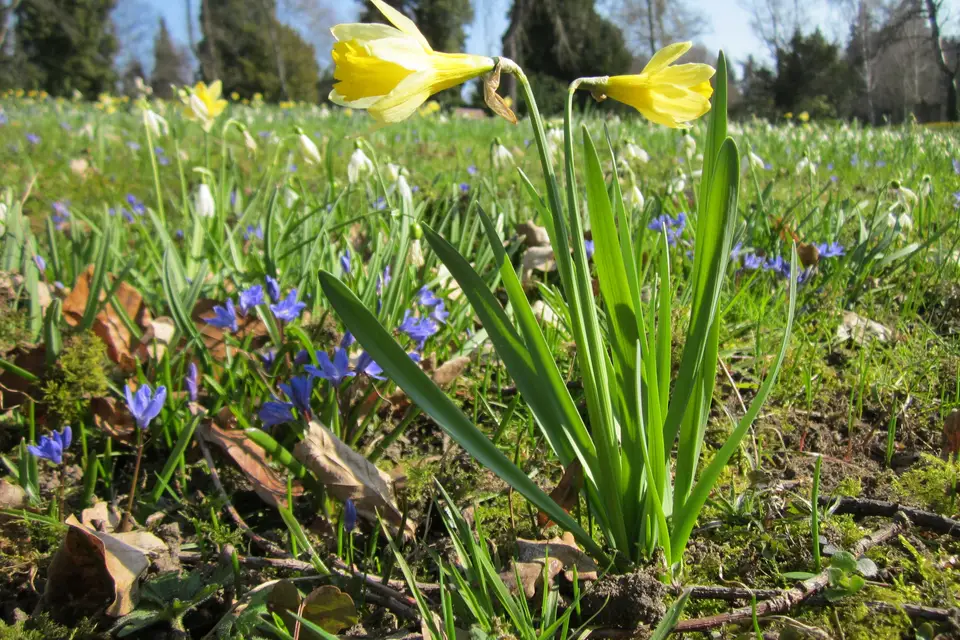 Daffodil (Narcissus)