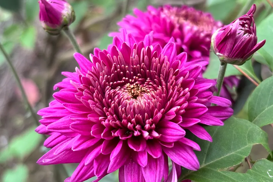 Dahlia
