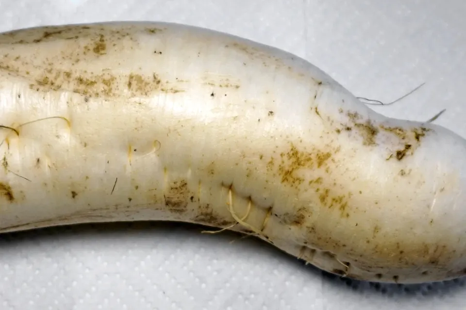 Daikon Radish