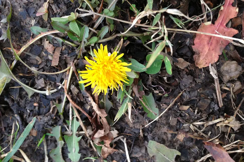 Dandelion (Cultivated)