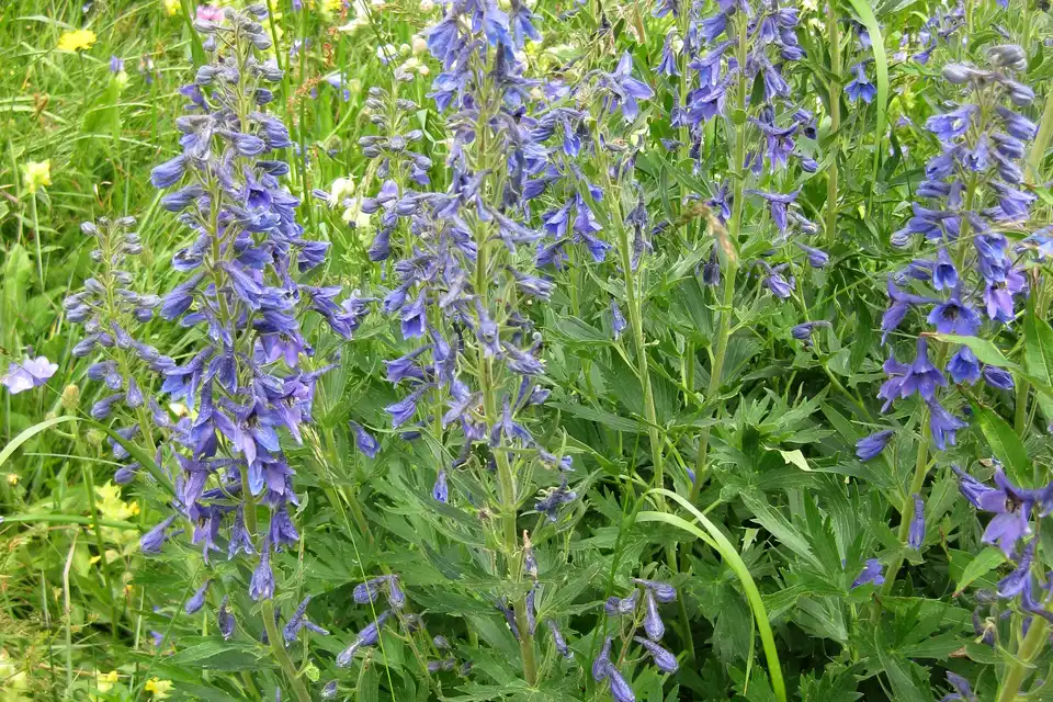 Delphinium