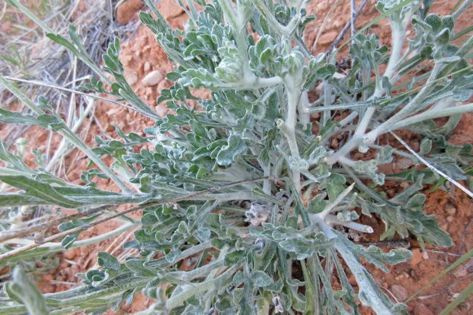 Desert Marigold