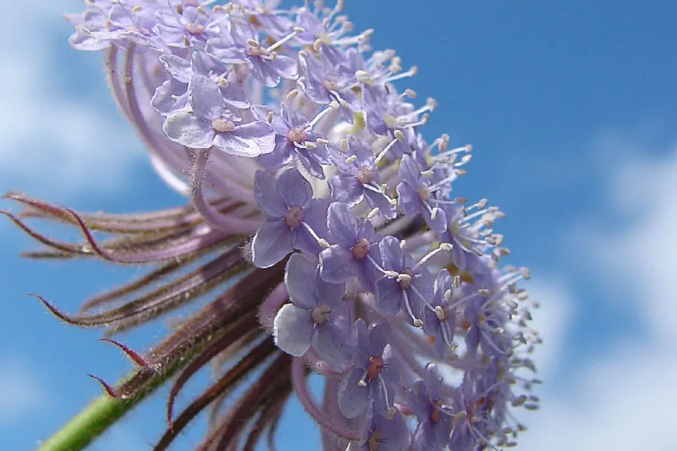Didiscus (Blue Lace Flower)