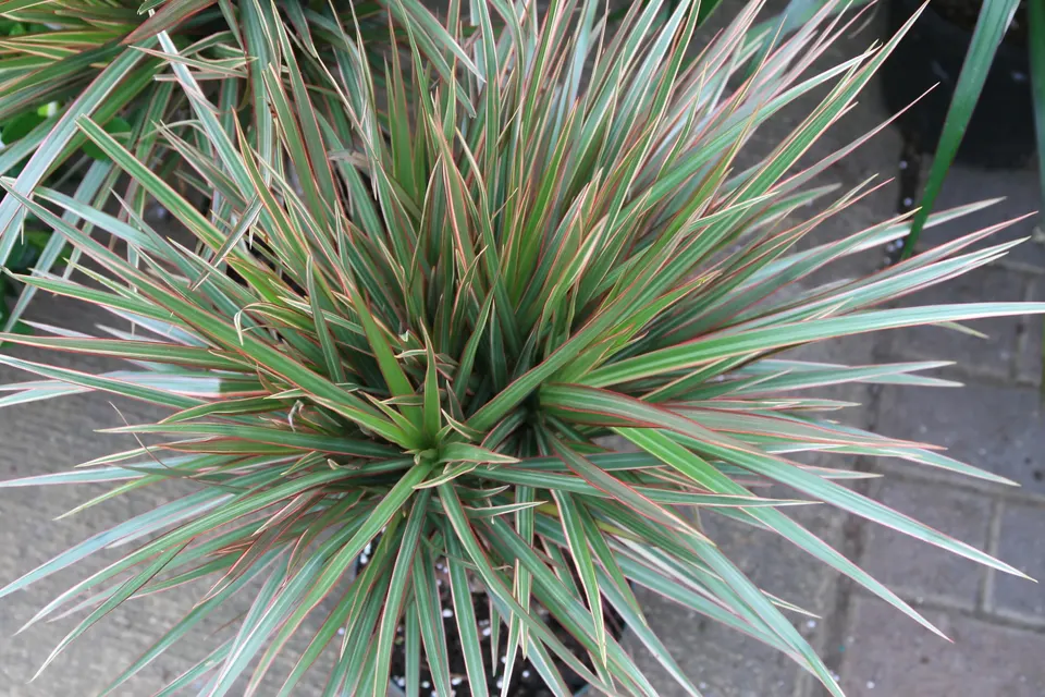Madagascar Dragon Tree