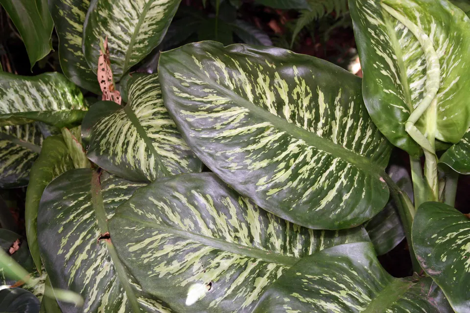 Dumb Cane
