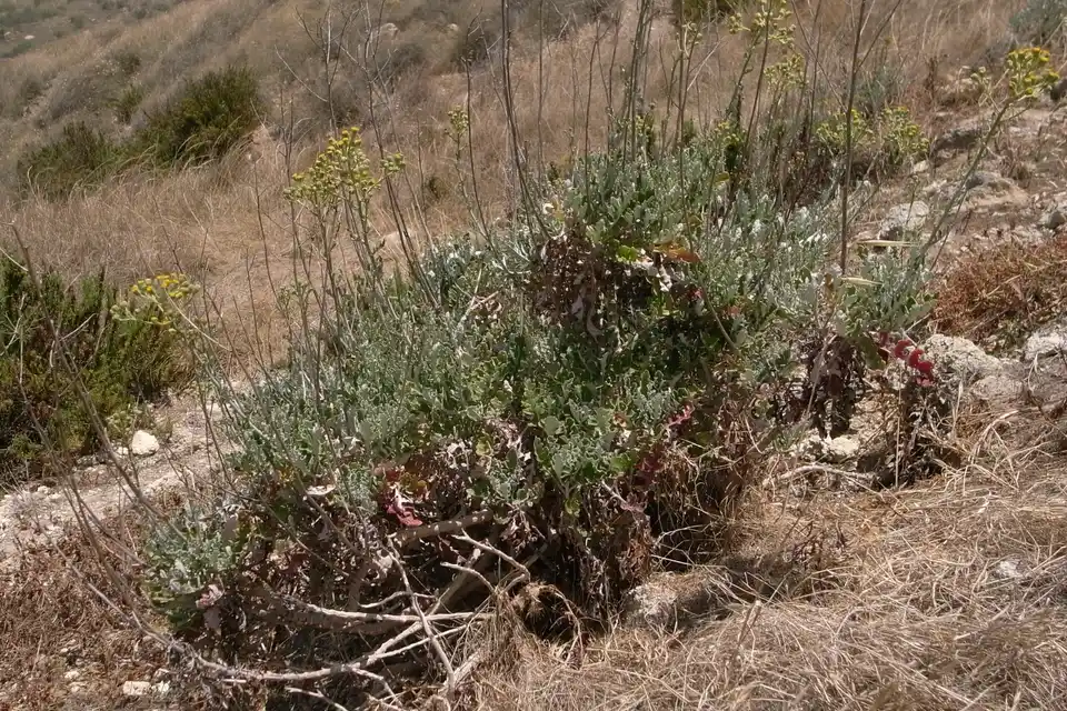 Dusty Miller